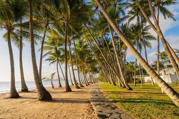 beachfront at Palm Cove lined with iconic Palm Trees during sunrise
