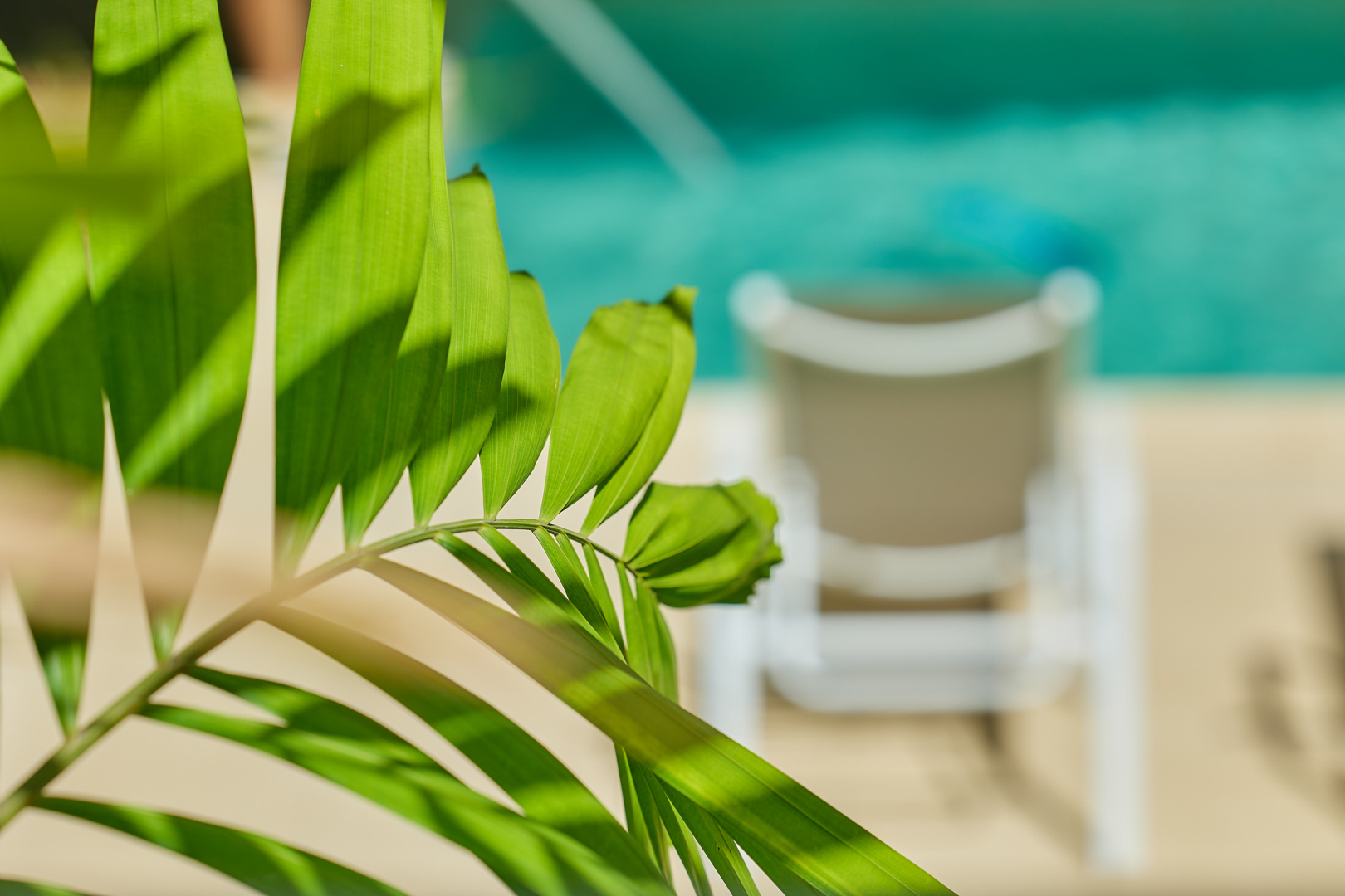 Poolside loungers with tropical palm leaves
